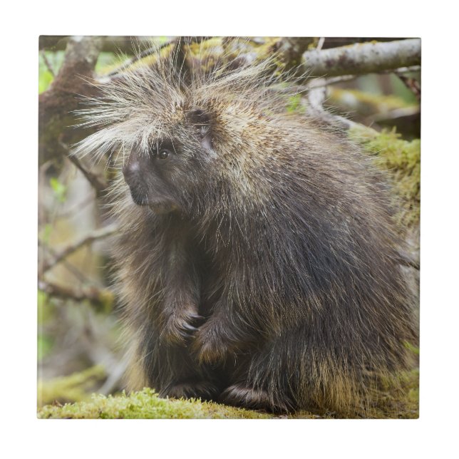 Festgestelltes Porcupine Fliese (Vorderseite)