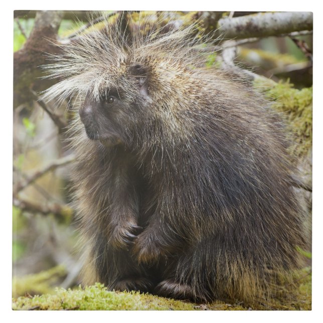 Festgestelltes Porcupine Fliese (Vorderseite)