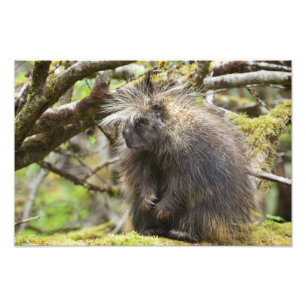 Festgestelltes Porcupine Fotodruck