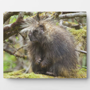 Festgestelltes Porcupine Fotoplatte