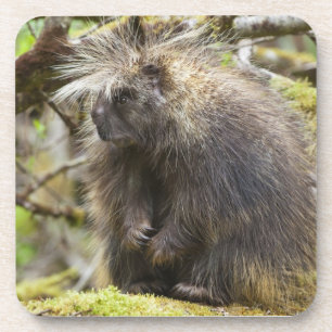 Festgestelltes Porcupine Getränkeuntersetzer