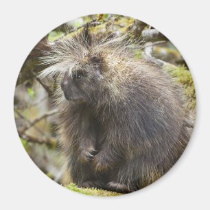 Festgestelltes Porcupine Magnet