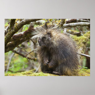 Festgestelltes Porcupine Poster