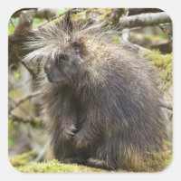 Festgestelltes Porcupine