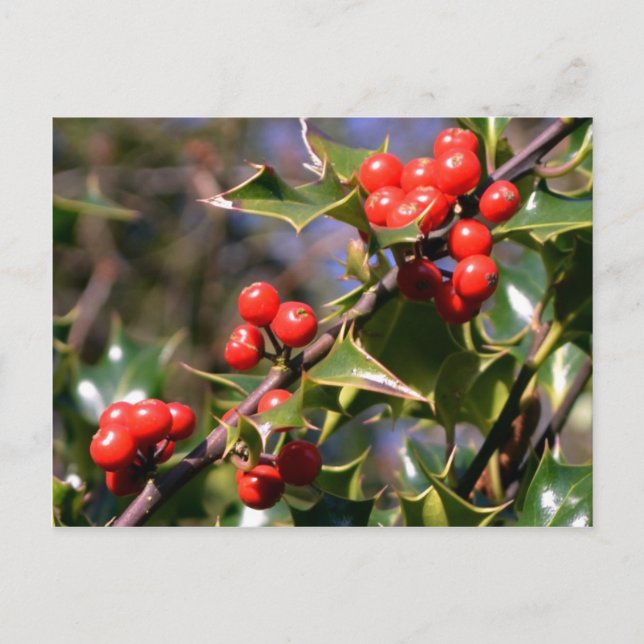 Festliche Berries Postkarte (Vorderseite)