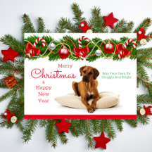 Festliche Rhodesian Ridgeback Weihnachtspostkarte