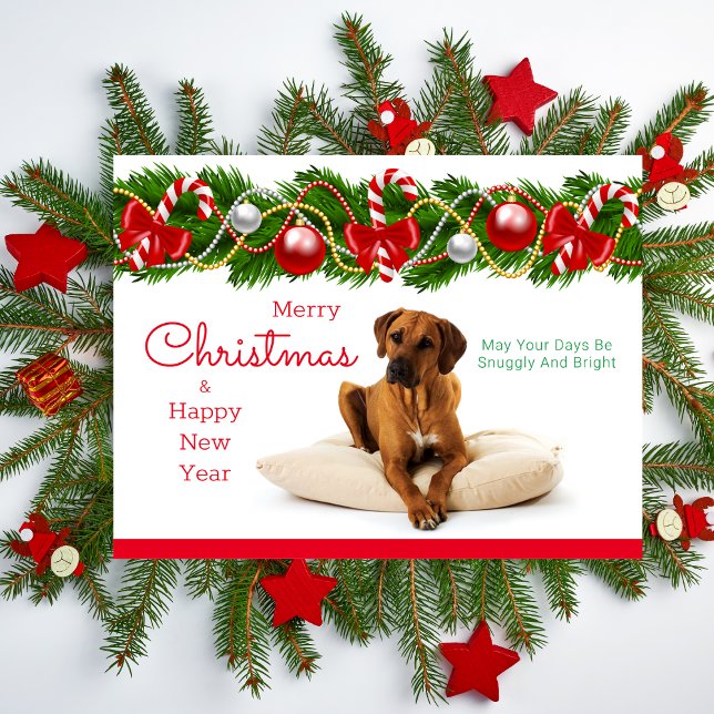 Festliche Rhodesian Ridgeback Weihnachtspostkarte Feiertagspostkarte (Rhodesian Ridgeback Christmas Card)