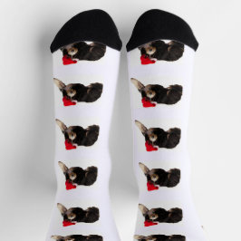 Festlicher und süßer Bernedoodle mit Weihnachtsman Socken