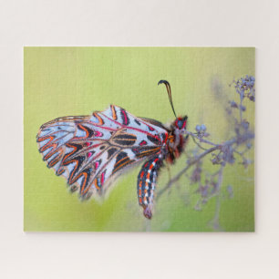 Festoon Butterfly. Puzzle