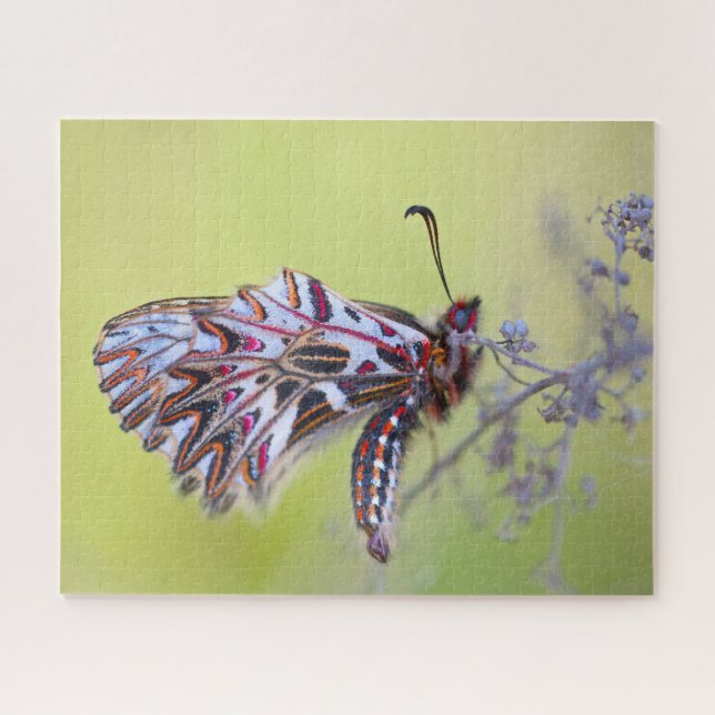 Festoon Butterfly. Puzzle (Horizontal)
