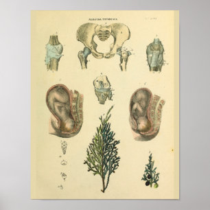 Fetalposition Pelvis Anatomie Vintage Kunstdrucken Poster
