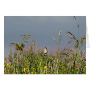 Fett kleiner Hummingbird