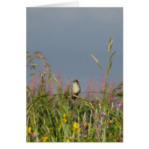 Fett kleiner Hummingbird