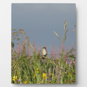 Fett kleiner Hummingbird Fotoplatte