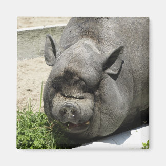 Fett Piggy | Ackerland Magnet