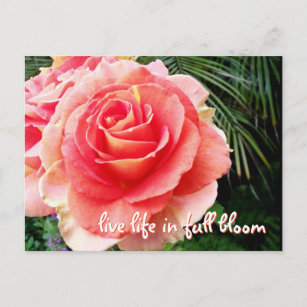 Fett rosa Rosa Foto Leben in voller Blüte Zitat Postkarte