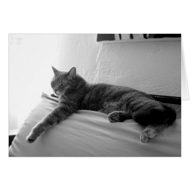 Fett Tabby Cat (Vorderseite (Horizontal))