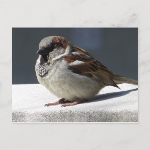 Fettammer Postkarte