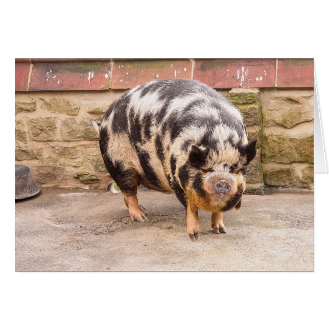 Fettes Schwein (Vorderseite (Horizontal))