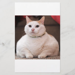 Fettkatze