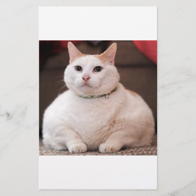 Fettkatze (Vorderseite)