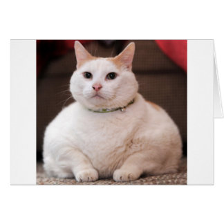 Fettkatze