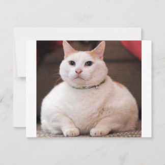 Fettkatze