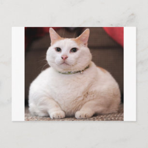 Fettkatze Postkarte