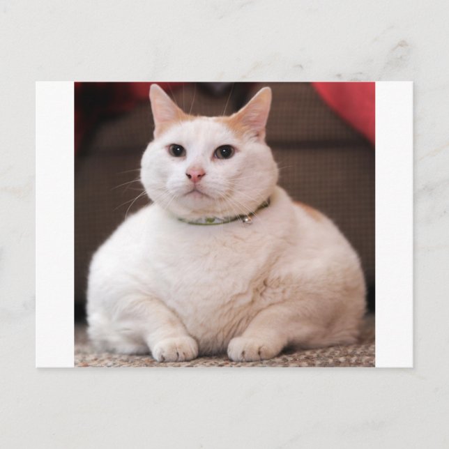 Fettkatze Postkarte (Vorderseite)