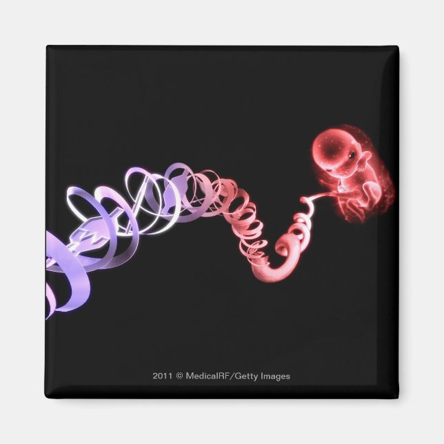 Fetus mit Nabelschnur aus DNA-Strängen Magnet (Vorne)