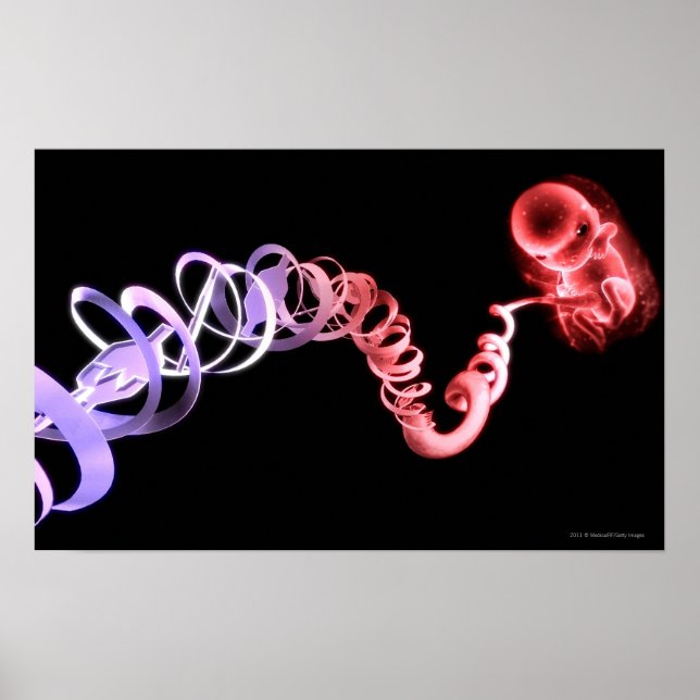 Fetus mit Nabelschnur aus DNA-Strängen Poster (Vorne)