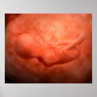 Fetusentwicklung nach 24 Wochen