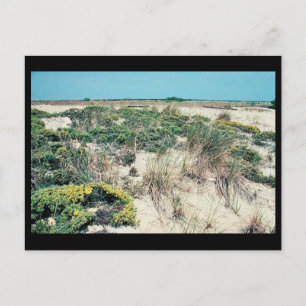 Feuchtgebiete. Delaware Bay Cape Henlopen Postkarte