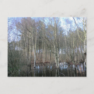 Feuchtgebiete im Delamere-Wald Postkarte