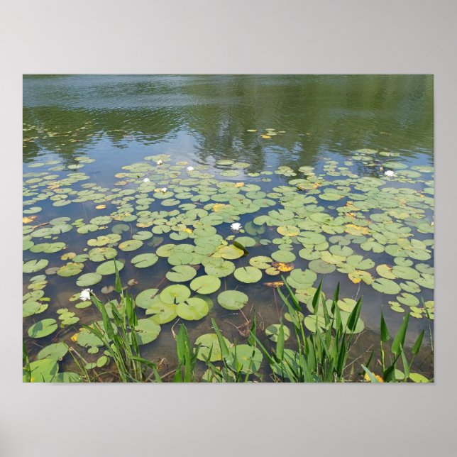 Feuchtgebiete im Gedächtnispark Poster (Vorne)