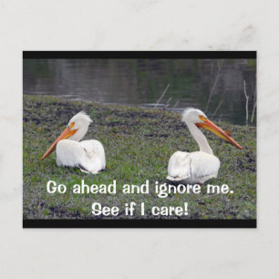 Feuding Pelicans Postkarte