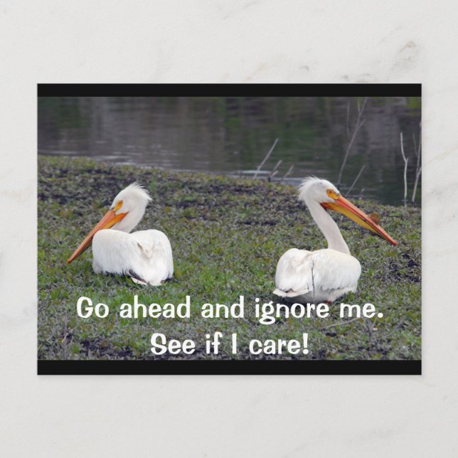 Feuding Pelicans Postkarte (Vorderseite)