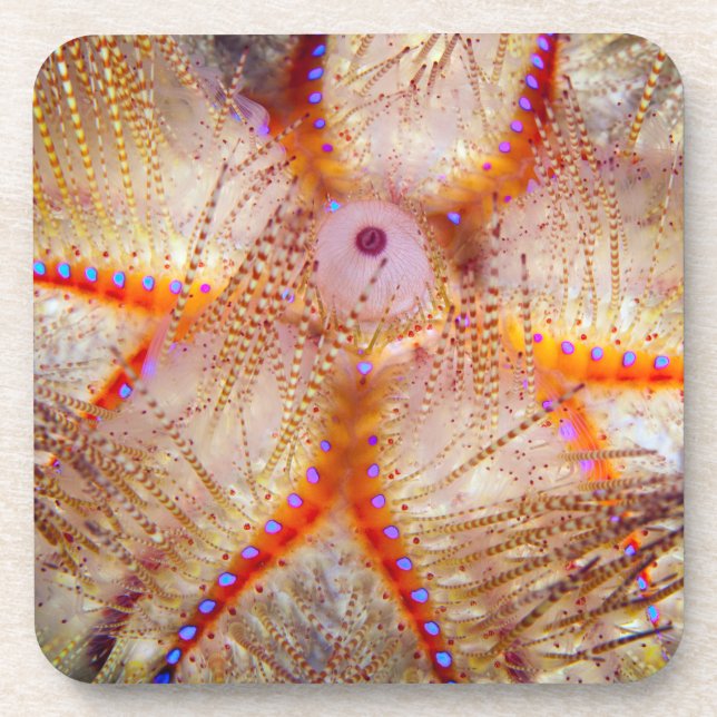 Feuer-Bengel-harte PlastikUntersetzer (Set von 6) Getränkeuntersetzer (Vorderseite)