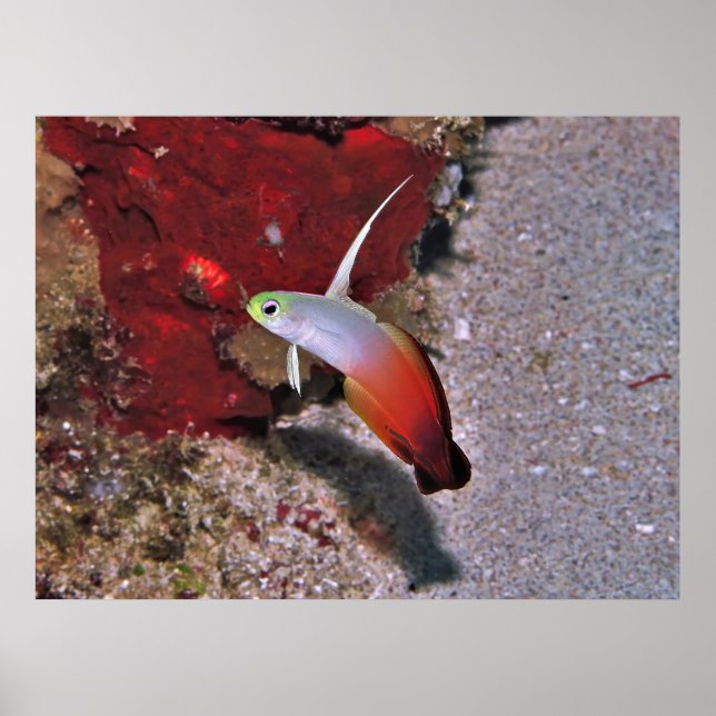 Feuer-Dartfish Poster (Vorne)