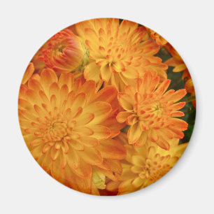 Feuer Orange Chrysanthemas Magnet