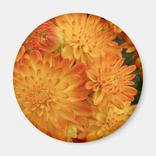 Feuer Orange Chrysanthemas Magnet (Vorne)