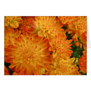 Feuer-Orangen-Chrysanthemen