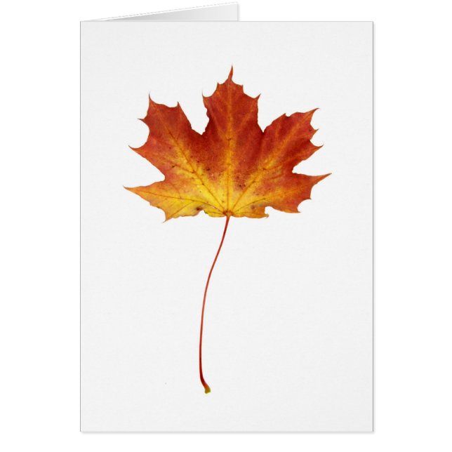 Feuer-Rotahorn-Blatt-Karte (Vorne)