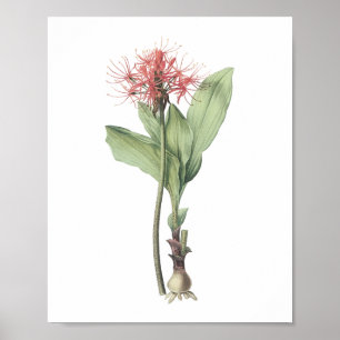 Feuerballlilie (Haemanthus multiflorus) von Redout Poster