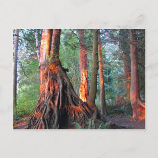 Feuerbaume Postkarte