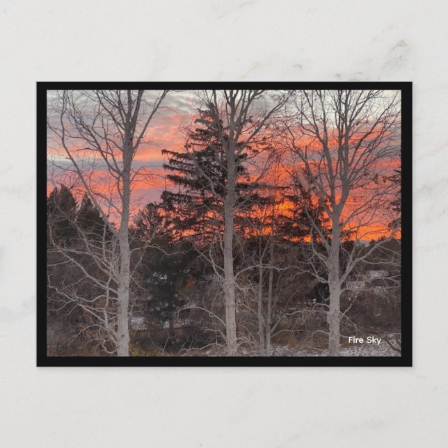 Feuerhimmel durch Winterbäume Postkarte (Vorderseite)