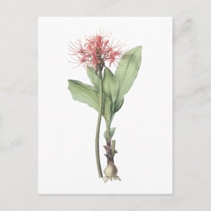 Feuerkugellilie (Haemanthus multiflorus) durch Postkarte
