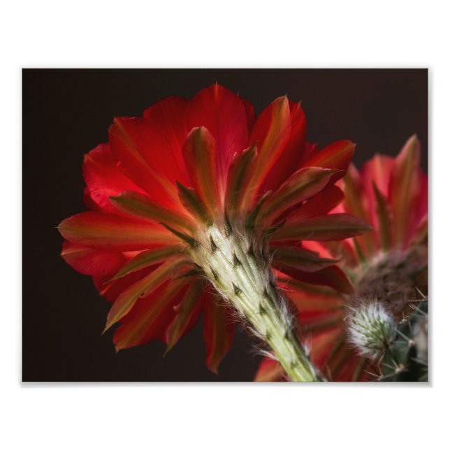 Feuerlicht überall fotodruck (Vorne)