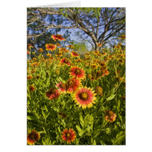 Feuerräder Gaillardia pulchella) Wildblumen