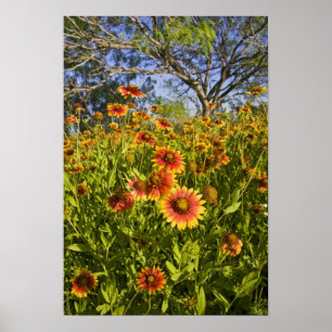 Feuerräder Gaillardia pulchella) Wildblumen Poster